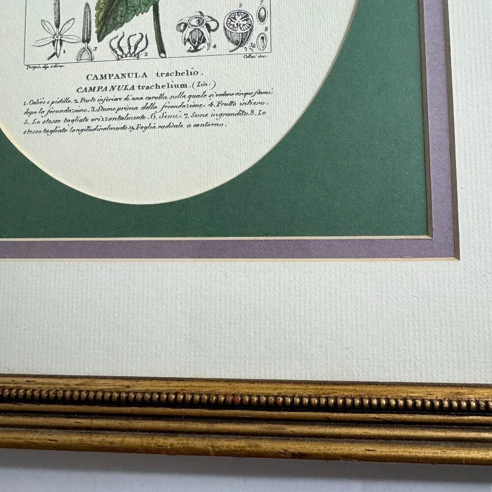Vintage Reproduction Litho Florales Botanical Art CAMPANULA Framed